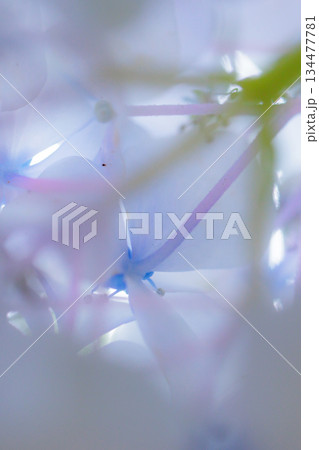 梅雨に咲きほこる万葉の花　アジサイ 134477781