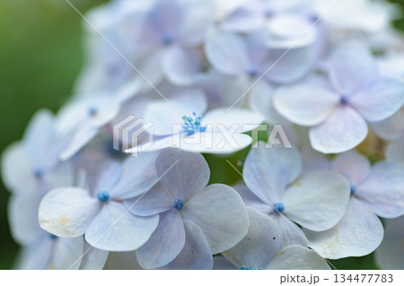 梅雨に咲きほこる万葉の花 アジサイ 梅雨に咲きほこる万葉の花 アジサイ 134477783