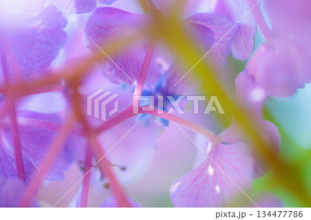 梅雨に咲きほこる万葉の花　アジサイ 134477786