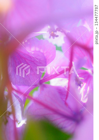 梅雨に咲きほこる万葉の花 アジサイ 梅雨に咲きほこる万葉の花 アジサイ 134477787