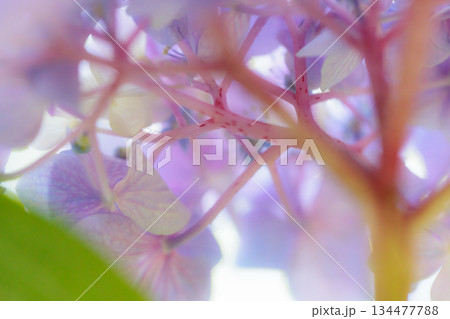 梅雨に咲きほこる万葉の花　アジサイ 134477788