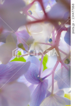 梅雨に咲きほこる万葉の花　アジサイ 134477868