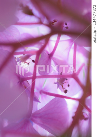 梅雨に咲きほこる万葉の花　アジサイ 134477872