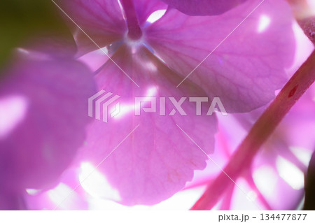 梅雨に咲きほこる万葉の花　アジサイ 134477877