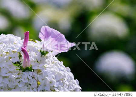 梅雨に咲きほこる万葉の花　アジサイ 134477886