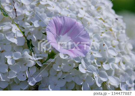 梅雨に咲きほこる万葉の花 アジサイ 梅雨に咲きほこる万葉の花 アジサイ 134477887