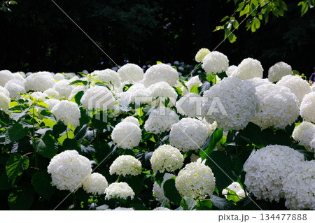 梅雨に咲きほこる万葉の花　アジサイ 134477888