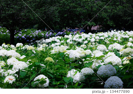 梅雨に咲きほこる万葉の花 アジサイ 梅雨に咲きほこる万葉の花 アジサイ 134477890