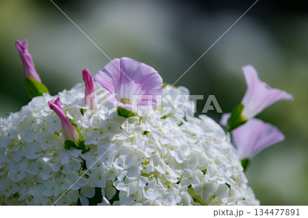 梅雨に咲きほこる万葉の花 アジサイ 梅雨に咲きほこる万葉の花 アジサイ 134477891