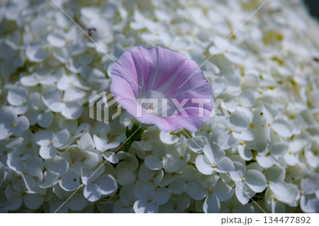 梅雨に咲きほこる万葉の花 アジサイ 梅雨に咲きほこる万葉の花 アジサイ 134477892
