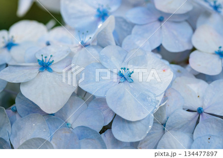 梅雨に咲きほこる万葉の花 アジサイ 梅雨に咲きほこる万葉の花 アジサイ 134477897