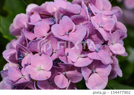 梅雨に咲きほこる万葉の花　アジサイ 134477902