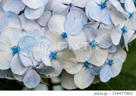 梅雨に咲きほこる万葉の花 アジサイ 梅雨に咲きほこる万葉の花 アジサイ 134477903