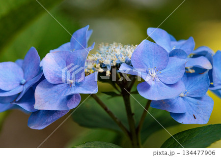 梅雨に咲きほこる万葉の花　アジサイ 134477906