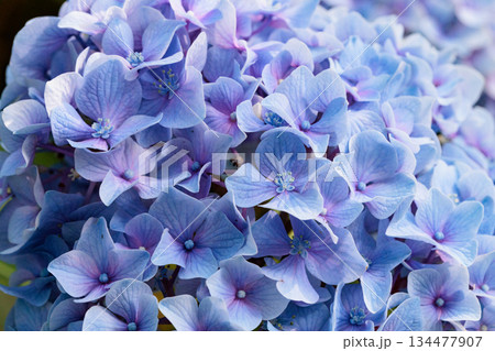 梅雨に咲きほこる万葉の花　アジサイ 134477907