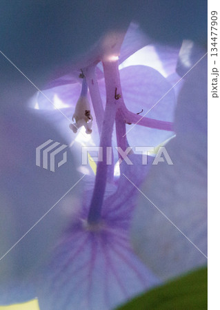 梅雨に咲きほこる万葉の花　アジサイ 134477909