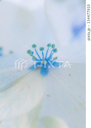 梅雨に咲きほこる万葉の花　アジサイ 134477910