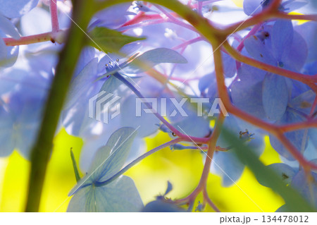 梅雨に咲きほこる万葉の花 アジサイ 梅雨に咲きほこる万葉の花 アジサイ 134478012