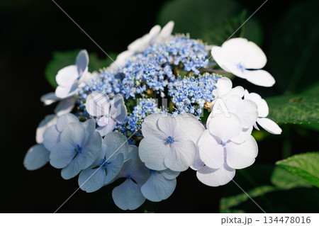 梅雨に咲きほこる万葉の花　アジサイ 134478016