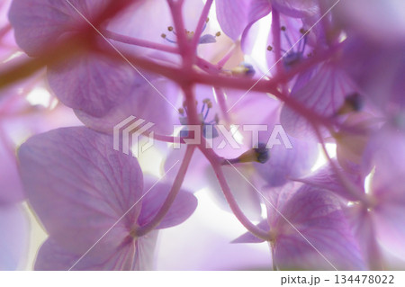 梅雨に咲きほこる万葉の花　アジサイ 134478022