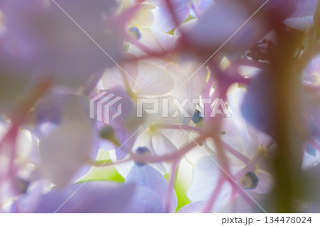 梅雨に咲きほこる万葉の花　アジサイ 134478024