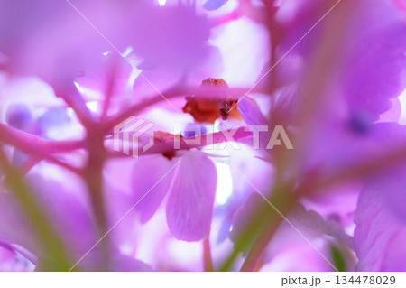 梅雨に咲きほこる万葉の花　アジサイ 134478029