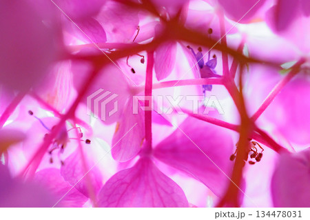 梅雨に咲きほこる万葉の花 アジサイ 梅雨に咲きほこる万葉の花 アジサイ 134478031