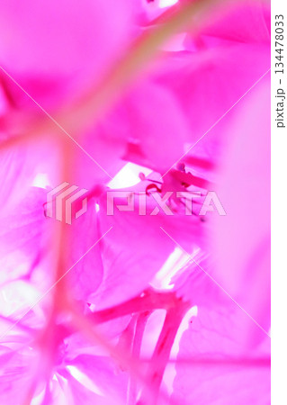 梅雨に咲きほこる万葉の花 アジサイ 梅雨に咲きほこる万葉の花 アジサイ 134478033