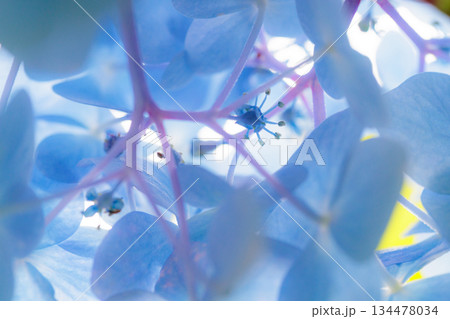 梅雨に咲きほこる万葉の花　アジサイ 134478034