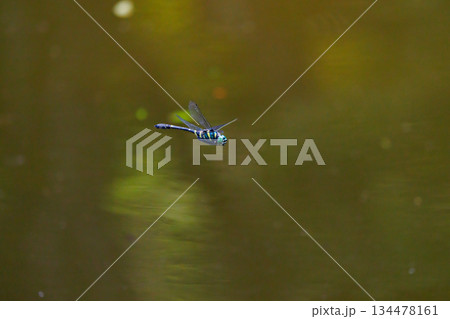 日本最大のトンボで一定区域をパトロールするトンボのオニヤンマ 134478161