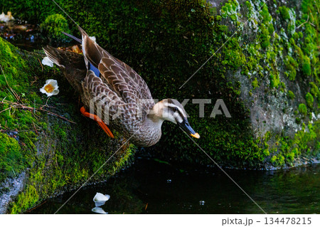 毎年親子連れの行進が話題を集めるカルガモ 毎年親子連れの行進が話題を集めるカルガモ 134478215