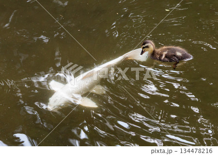 毎年親子連れの行進が話題を集めるカルガモ 134478216