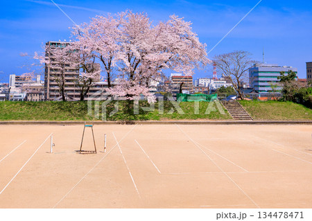 〈鳥取県〉米子城跡　二の丸跡のテニスコートの桜　4月 134478471