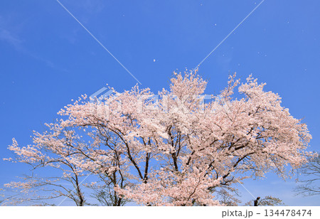 〈鳥取県〉米子城跡 二の丸跡の桜 花びら舞う 4月 〈鳥取県〉米子城跡 二の丸跡の桜 花びら舞う 4月 134478474