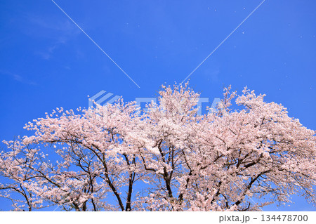 〈鳥取県〉米子城跡 二の丸跡の桜 花びら舞う 4月 〈鳥取県〉米子城跡 二の丸跡の桜 花びら舞う 4月 134478700