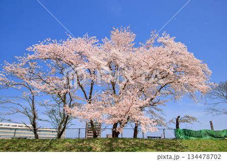 〈鳥取県〉米子城跡　二の丸跡の桜　花びら舞う　4月 134478702
