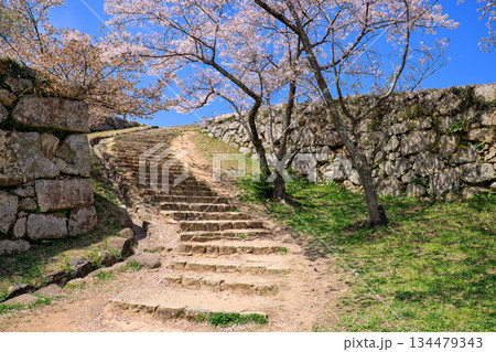 〈鳥取県〉米子城跡の桜　鉄御門跡　4月 134479343