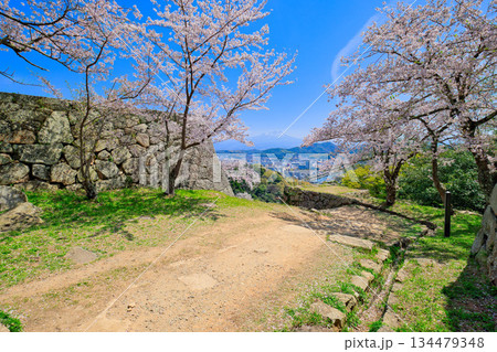 〈鳥取県〉米子城跡の桜　鉄御門跡と大山　4月 134479348