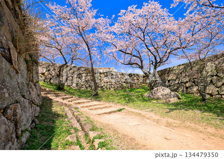 〈鳥取県〉米子城跡の桜 鉄御門跡 4月 〈鳥取県〉米子城跡の桜 鉄御門跡 4月 134479350