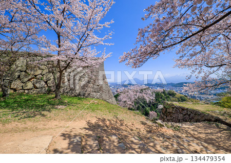 〈鳥取県〉米子城跡の桜 四重櫓台 小天守台石垣の隅角 4月 〈鳥取県〉米子城跡の桜 四重櫓台 小天守台石垣の隅角 4月 134479354