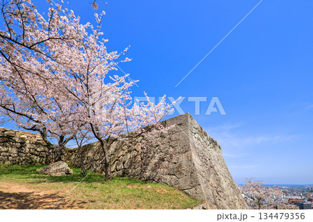 〈鳥取県〉米子城跡の桜　四重櫓台　小天守台石垣の隅角　4月 134479356