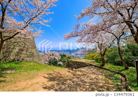 〈鳥取県〉米子城跡 鉄御門跡の桜と大山 4月 〈鳥取県〉米子城跡 鉄御門跡の桜と大山 4月 134479361