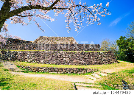〈鳥取県〉米子城跡と桜　大天守の石垣　4月 134479489