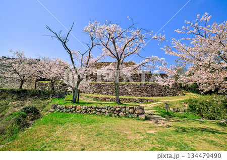 〈鳥取県〉米子城跡と桜　大天守の石垣　4月 134479490