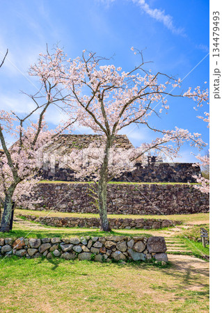 〈鳥取県〉米子城跡と桜　大天守の石垣　4月 134479493
