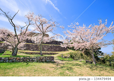 〈鳥取県〉米子城跡と桜 大天守の石垣 4月 〈鳥取県〉米子城跡と桜 大天守の石垣 4月 134479494