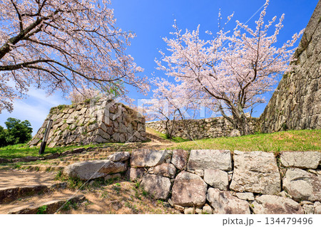 〈鳥取県〉米子城跡の桜 鉄御門跡 4月 〈鳥取県〉米子城跡の桜 鉄御門跡 4月 134479496