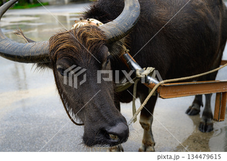 水牛車を引く水牛　由布島 134479615
