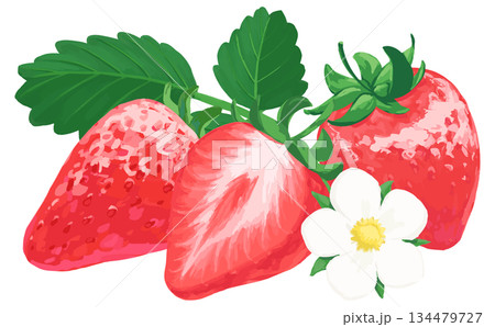 手描きの苺イラスト_花と葉っぱあり 手描きの苺イラスト_花と葉っぱあり 134479727