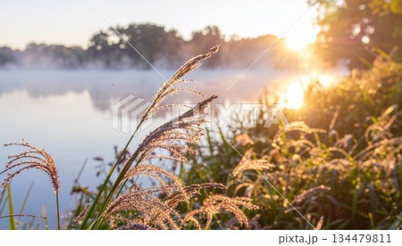 朝日に照らされる湖畔のススキと霧の風景 134479811